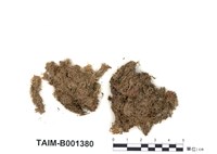 藏品(尖葉泥炭苔)的圖片